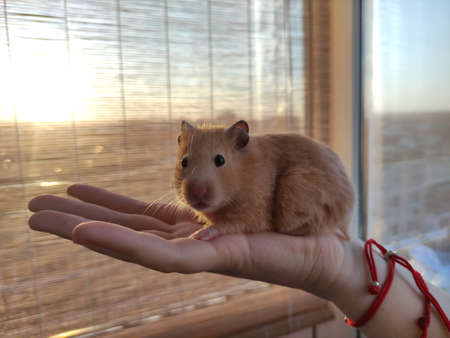 Syrian hamster in the female hands look at cameraの写真素材
