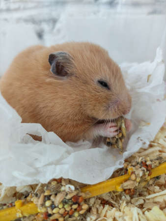 Cute hamster eating food in his cage close-upの写真素材