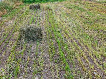 Field with a square sheaves of hay