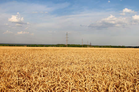 Wheat field against the background of the electric poles