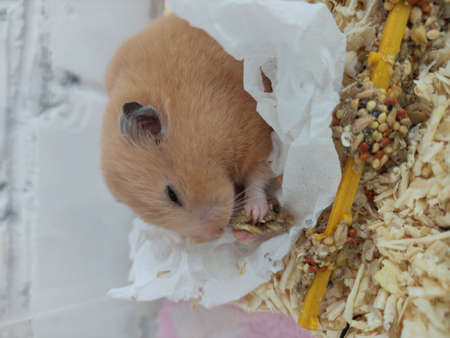 Hamster eating food in his cage close-upの写真素材