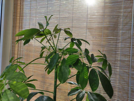 Indoor plants on the background of the bamboo curtains