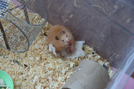 Hamster yawns and looks at a cameraの写真素材