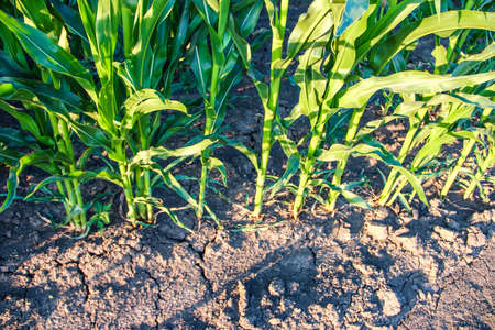Corn on the background of a ground