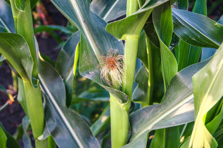 Young cobs of the corn close-up