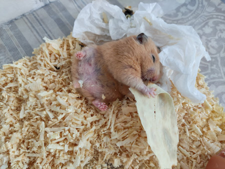 Sleepy hamster lie on back and eat with closed eyesの写真素材