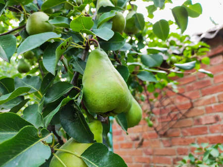 Green pear on a treeの写真素材
