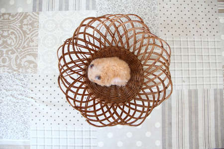 Syrian hamster sleeping in the wicker basket, top viewの写真素材