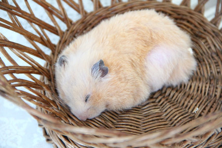 Syrian hamster sleeping in the wicker basket, close-upの写真素材