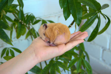 Syrian hamster sleeping on the female hand on the background of domestic plantsの写真素材