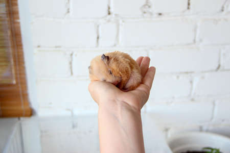 Syrian hamster sleeping on the female handの写真素材