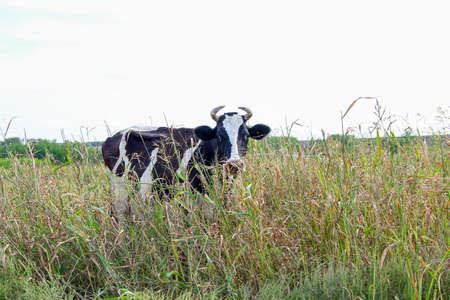 Black and white cow in the tall grassの写真素材