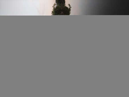 Moon, lake and reeds in evening, vertical photoの写真素材