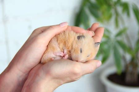 Syrian hamster sleeps in the hand of ownerの写真素材