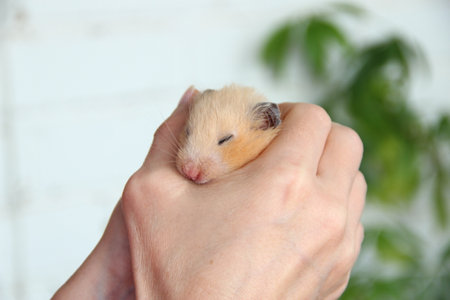 Syrian hamster sleeps in the hand of ownerの写真素材