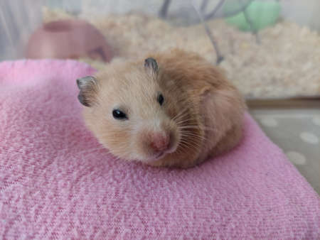 Syrian hamster wakes up and gets little scaredの写真素材