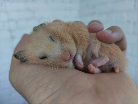 Syrian hamster sleeps in the hand of ownerの写真素材