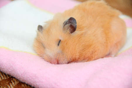 Cute Syrian hamster sleeps on a pink blanketの写真素材