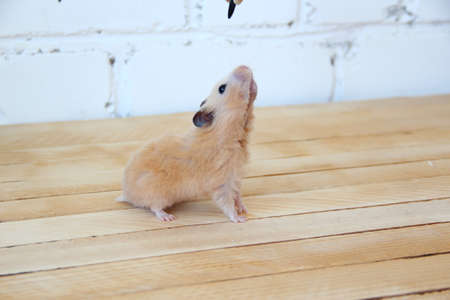 Syrian hamster hand fed on the wooden backgroundの写真素材