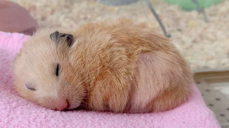 Syrian hamster is sleeping, close-up photoの写真素材