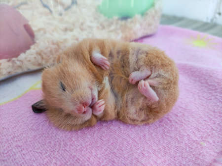 Syrian hamster sleeps on its side with a protruding earの写真素材