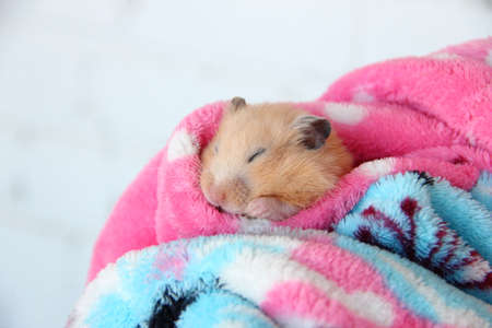 Syrian hamster sleeping comfortably in a bathrobeの写真素材