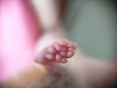 Paw of the syrian hamster, close-up photoの写真素材