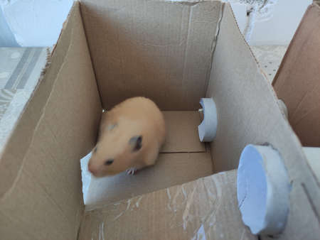 Hamster in the homemade cardboard house for rodentsの写真素材