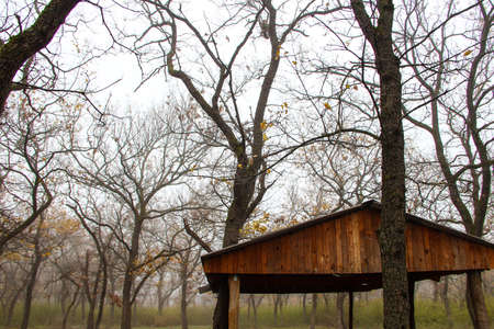 Tree sprouted through the roof of the gazebo