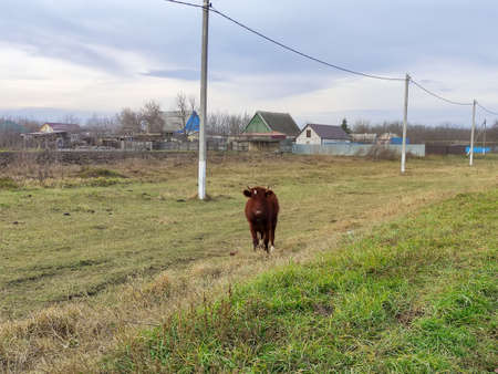 Young goby grazes in the meadow near the farmの写真素材
