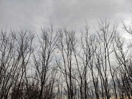 Branches of trees without foliage against the background of the winter skyの写真素材