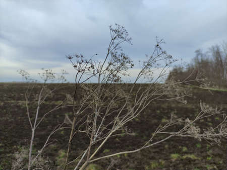 Dry grass on a background of the field and a cloudy sky