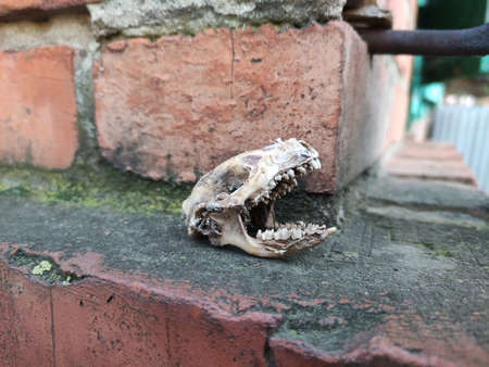 Hedgehog skull on brick background, close-up photoの写真素材