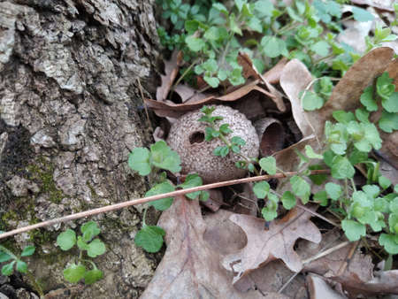 Mushroom raincoat on the ground in the forest, Lycoperdon mushroom