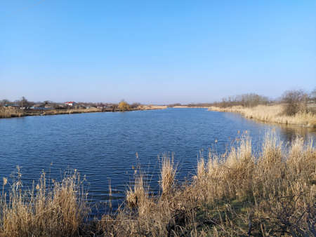 Thickets of dry reeds near a lake