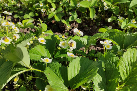 Bee on the blossoming strawberries bushes in a vegetable gardenの写真素材