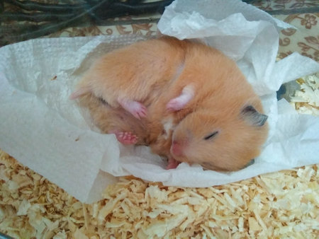 Syrian hamster sleep on naplinの写真素材