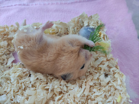 Syrian hamster eat dill and lies on its backの写真素材