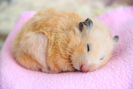 Syrian hamster sleeps on pink blanket close-upの写真素材
