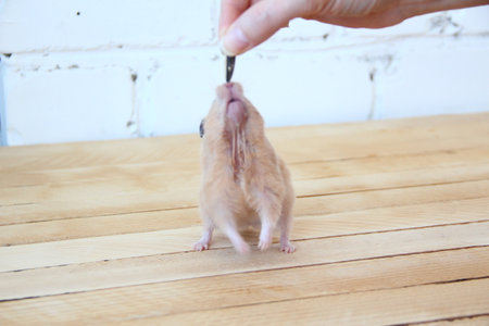 Syrian hamster hand fed on wooden backgroundの写真素材