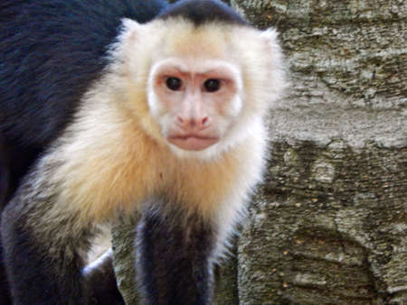 Close-up of a monkey. wildlife in central america