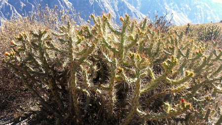 cactus in a desert mountain colorful landscapeの写真素材