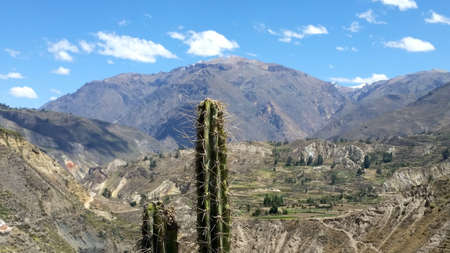 cactus in a desert mountain colorful landscapeの写真素材