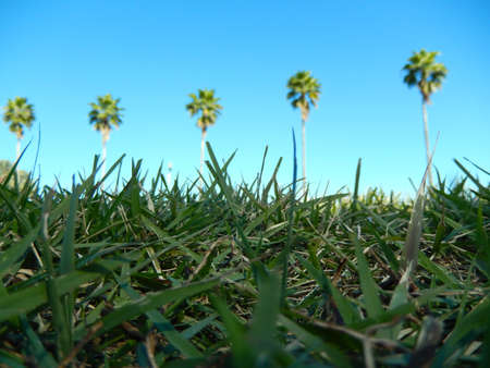 set of palms on the green fieldの写真素材