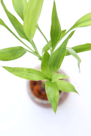 Lucky bamboo plant (Dracaena sanderiana) against white backgroundの写真素材