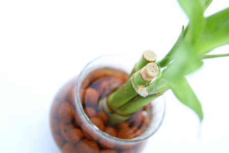 Lucky bamboo (Dracaena sanderiana) section closeup isolated