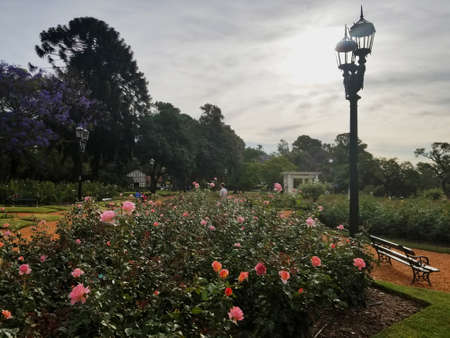 Rose Park in the forest of Palermo with over a thousand roses in Buenos Aires Argentina