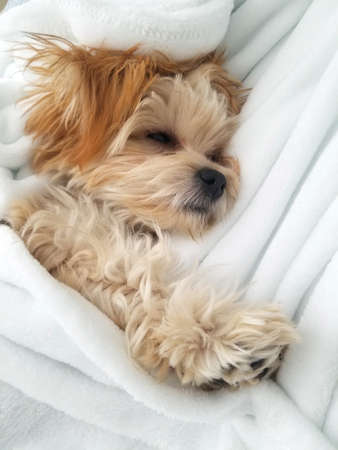 Small puppy sleeping on a white soft comfy blanket