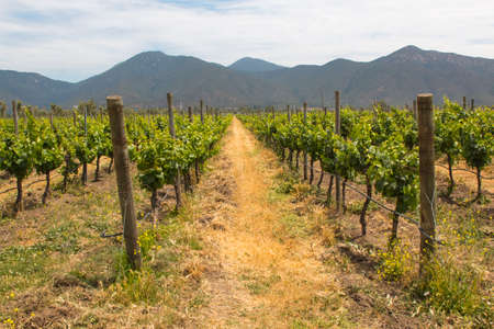 Organic vineyards with mountains on the background. During summer time.