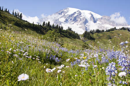 colorful wildflowers in national park mount Rainierの写真素材